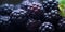 Vivid close-up of juicy blackberries. AI Generative