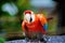 Vivid close up portrait of wild macaw ara red parrot