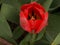 Vivid close-up shot of a brilliant red tulip on a lush green stem