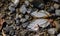 Vivid closeup of a Common Map butterfly in a puddling pose