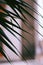 Vivid closeup shot of lush green foliage with a soft, blurred background