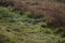 Vivid closeup shot of a lush green grassy field with a few blades standing tall