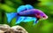 Vivid color of betta fighting fish in the wild illustration