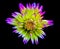 Vivid colored detailed macro portrait of an isolated single star-like dahlia blossom