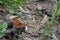 Vivid colored orange Comma butterfly Polygonia c-album