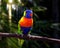 Vivid colorful tropical parrot perched on a stick