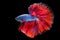 The vivid colors of the blue betta fish\\\'s body and its contrasting red tail against the black background.