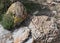 Vivid colors in rocks, Arizona