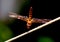 Vivid coloured dragonfly closeup