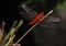 Vivid coloured dragonfly closeup