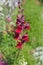 Vivid Crimson flower of Antirrhinum Majus â€˜Crimson Velvet` Snapdragon portrait close up