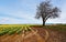 Vivid Daffodil Landscape with Mountains and Barren Tree