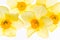 Vivid daffodils isolated on the white background. Floral background tr