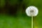 Vivid Dandelion Puff Flower in Serene Garden Background