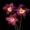 Vivid dark red Hemerocallis Siloam Paul Watts plants, know as daylily, Lilium or Lily plant - isolated on black background