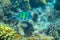 Vivid dascillus fish in coral reef underwater photo. Exotic fish in nature. Tropical seashore snorkeling or diving