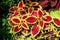 Vivid delicate mixed dark red, yellow and green leaves of Coleus blumei Plectranthus scutellarioides plant in a garden pot in