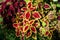 Vivid delicate mixed dark red, yellow and green leaves of Coleus blumei Plectranthus scutellarioides plant in a garden pot in