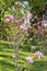 vivid delicate purple and pink magnolia flowers in full bloom on a branch in a park in a sunny spring day, beautiful