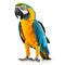 Vivid Elegance: Blue and Yellow Macaw Parrot Isolated on White Background. Generative ai