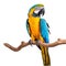 Vivid Elegance: Blue and Yellow Macaw Parrot Isolated on White Background. Generative ai