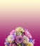 Vivid floral arrangement with mauve roses and Hydrangea Hortensis, wedding bouquet, isolated, mauve to yellow degradee