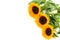 Vivid fresh sunflowers on the white background diagonally, closeup. Nice greeting card design with space for text