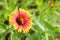 Vivid Gaillardia pulchella with Small green locust