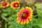 Vivid Gaillardia pulchella with Small green locust