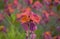 Vivid and gorgeous Erysimum cheiri flowers close up.