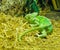 Vivid green colored cone head chameleon a tropical terrarium pet from arabia