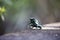 Vivid green Coloring dart frog (Dendrobates auratus) resting on a rocky surface