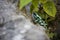 Vivid green Coloring dart frog (Dendrobates auratus) resting on a rocky surface