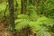 Vivid green ferns, New Zealand
