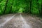 Vivid green forest canopy over walking trail.