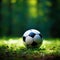 Vivid green grass frames a solitary, vibrant sports ball