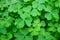 Vivid Green Irish Shamrock or the Three-leaf Clovers on the Field for Background