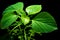 Vivid green leaves of Indian acalypha copperleaf in black backgr