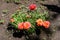 Vivid green leaves and orange flowers of Portulaca grandiflora plant, commonly known as purslane, rose moss, eleven o\\\'clock