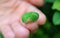 Vivid Green Lime Tree Caterpillar on the Finger
