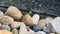 Vivid Green Lizard Perched on Rocky Outcrop