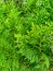 Vivid green thuja