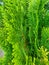 Vivid green thuja