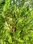 Vivid green thuja