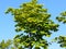 Vivid green top tree branches and leaves against blue sky. Summer, vegetation, nature sunny bright weather forecast, tree leaves.