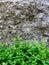 Vivid greenery grow outside against grey stone wall outside in the park Soria, Spain