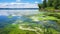 A vivid image of a lake shoreline covered in a blanket of green algae, the lush vegetation