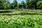 Vivid landscape in Nicolae Romaescu park from Craiova in Dolj county, Romania, with lake, waterlillies and large green tres in a