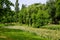 Vivid landscape in Nicolae Romaescu park from Craiova in Dolj county, Romania, with lake, waterlillies and large green tres in a