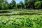 Vivid landscape in Nicolae Romaescu park from Craiova in Dolj county, Romania, with lake, waterlillies and large green tres in a